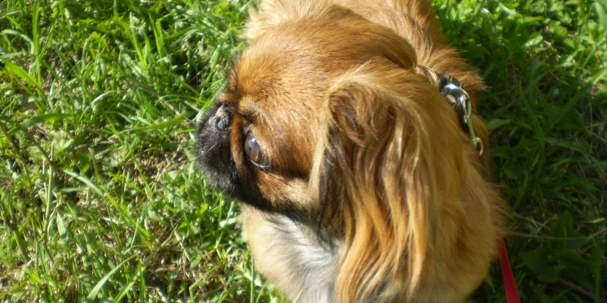 First event in the first category