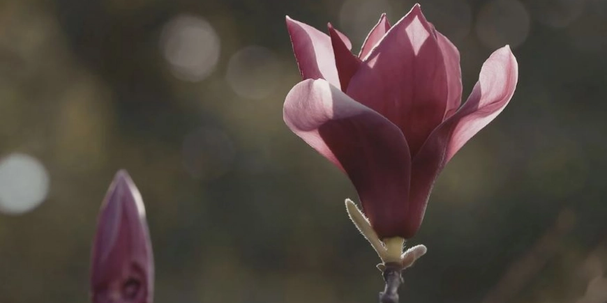 What Is Ready to Bloom?